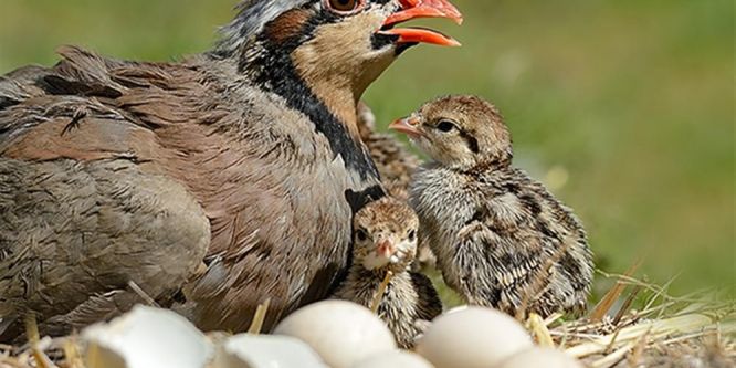 Avcılara av yasağı uyarısı