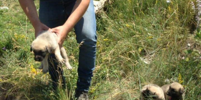 Sulama kanalına düşen yavru köpekleri köylüler kurtardı
