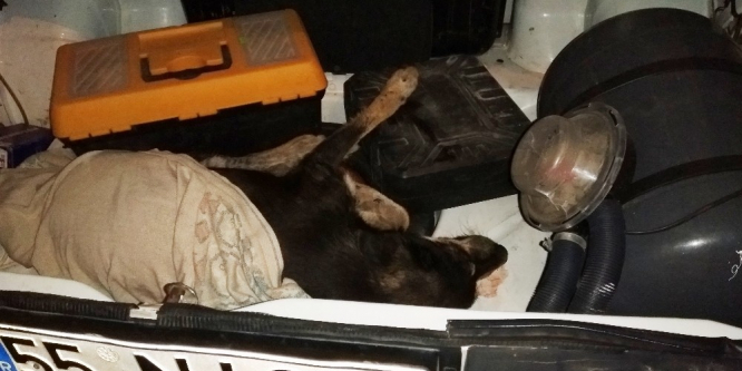 Yaralı köpeğin imdadına hayırsever yetişti