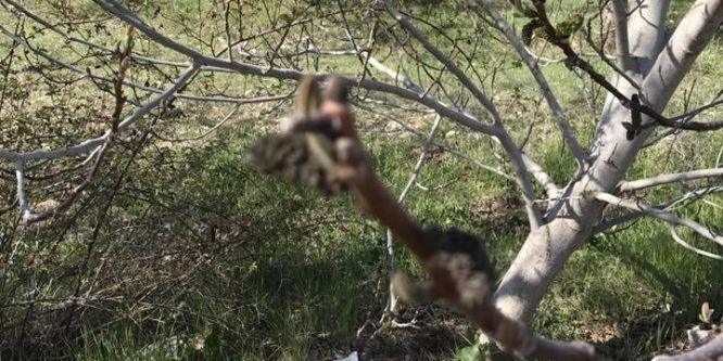 Don ceviz ağaçlarını olumsuz etkiledi