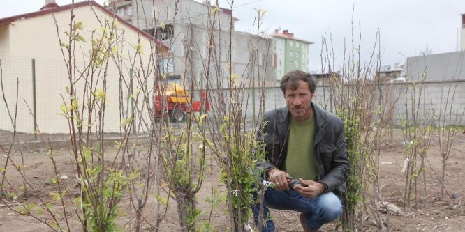 Ahlat’ta en çok kayısı fidanı satılıyor