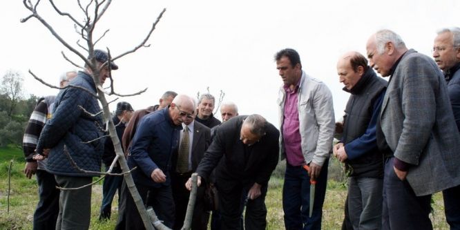 Bursalı incir üreticilerine budama eğitimi