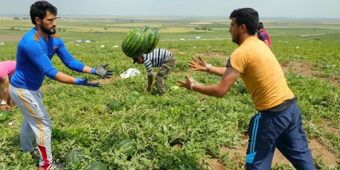 Adana’da turfanda karpuz hasadı başladı