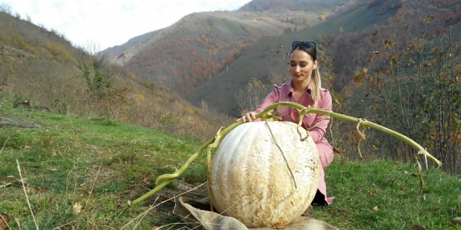 60 kiloluk dev kabak görenleri şaşırtıyor