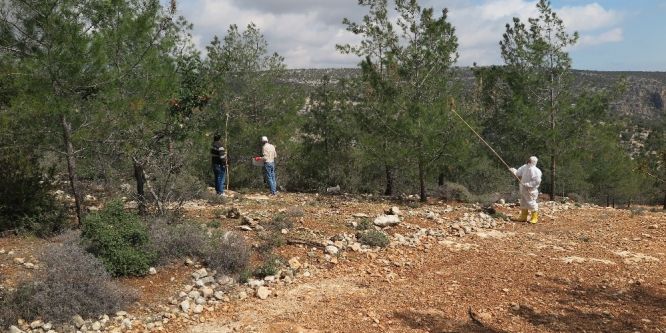 Mersin’de orman zararlılarıyla biyolojik mücadele sürüyor