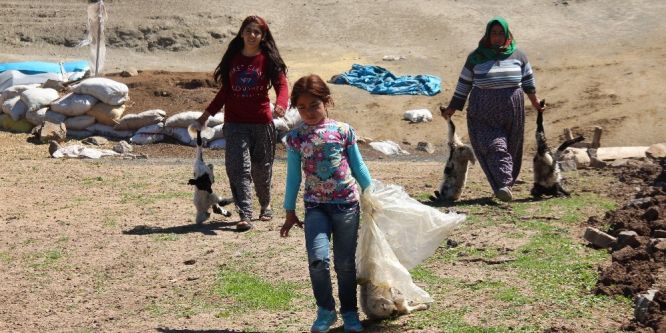 Kurt, 150 hayvanı telef etti