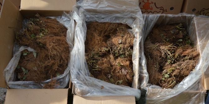 240 bin çilek fidesi dağıtıldı