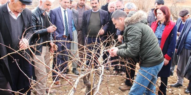 Bağ yetiştiricilerine eğitim verildi