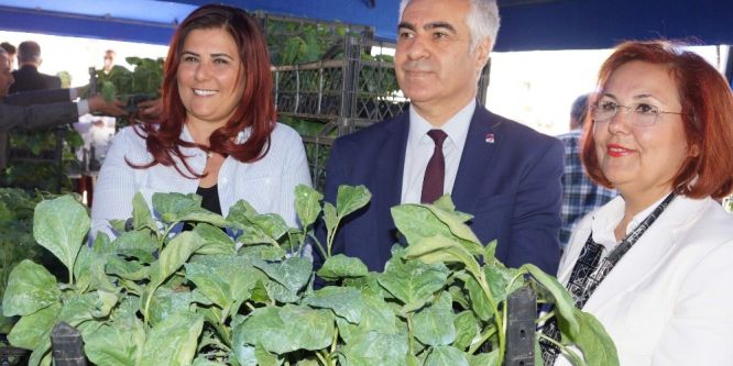 Aydın’da 70 bin adet yerli tohum fide dağıtımı yapıldı