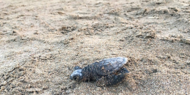 Caretta caretta yavrularının denize yolculuğu başladı