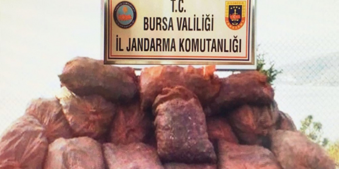 Jandarma ekiplerinden kaçak midye operasyonu