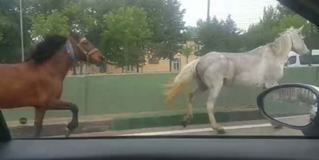 Caddede başı boş dolaşan iki at trafiği birbirine kattı!