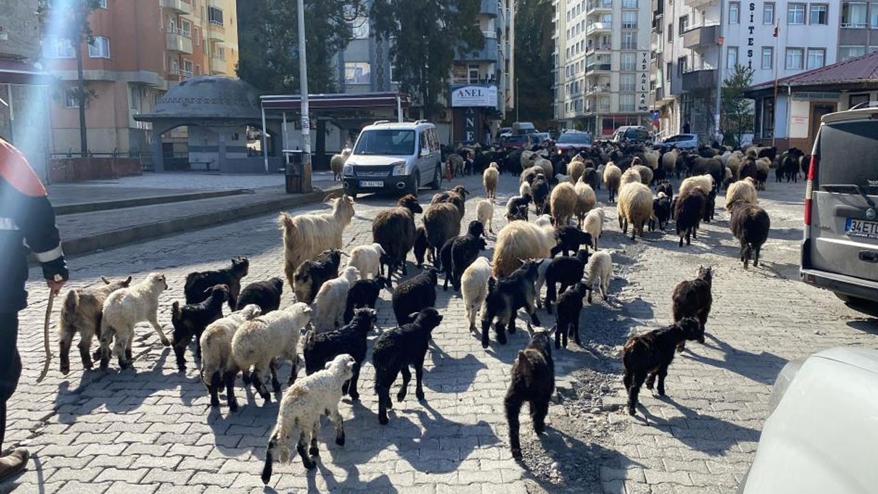 Caddelerde koyun sürüsü cirit atıyor! Artvin’de yayla göçü erken başladı