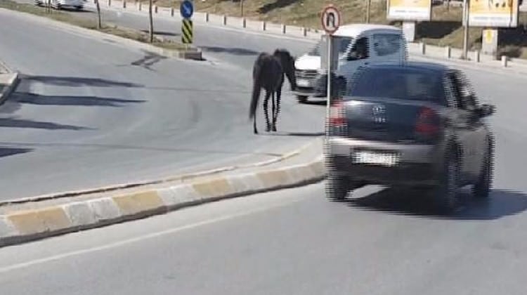 Caddeye inen at trafiği tehlikeye soktu
