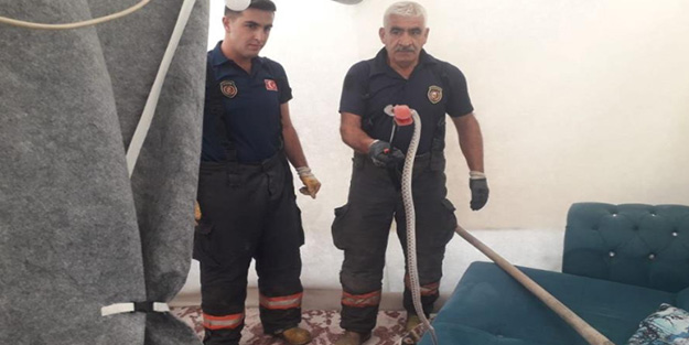 Çadıra giren yılan paniği böyle son buldu!