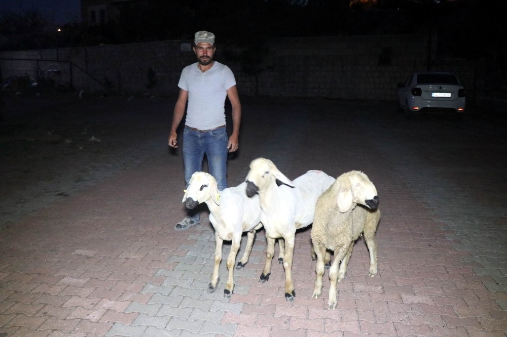 Çadırdan kaçan koyunları polis ekipleri sahibine teslim etti 