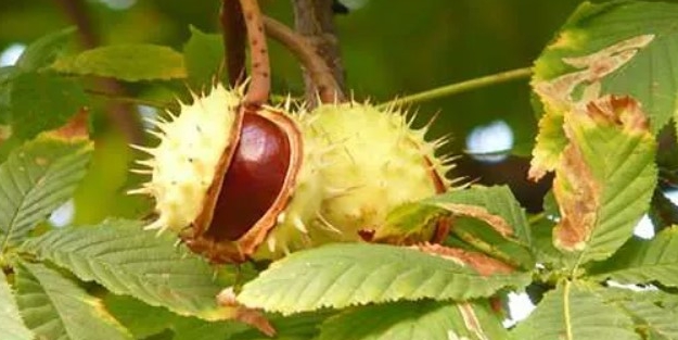 Çağımızın en büyük hastalığına iyi geliyor!