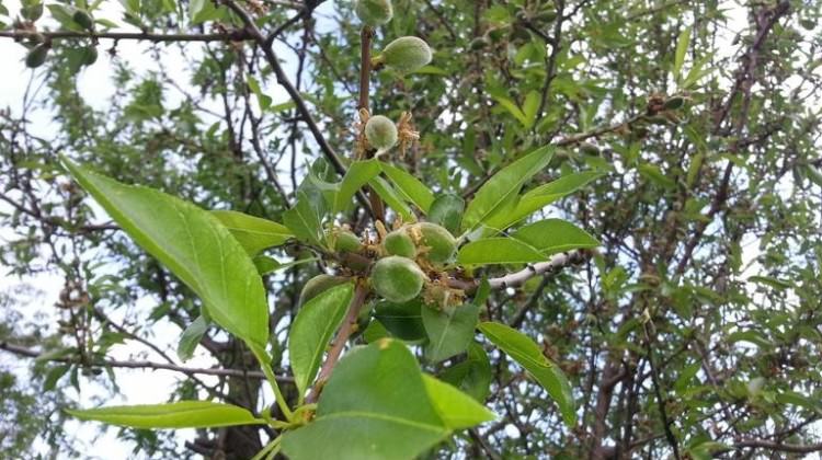 Çağlanın kilosu 50 liradan satılıyor