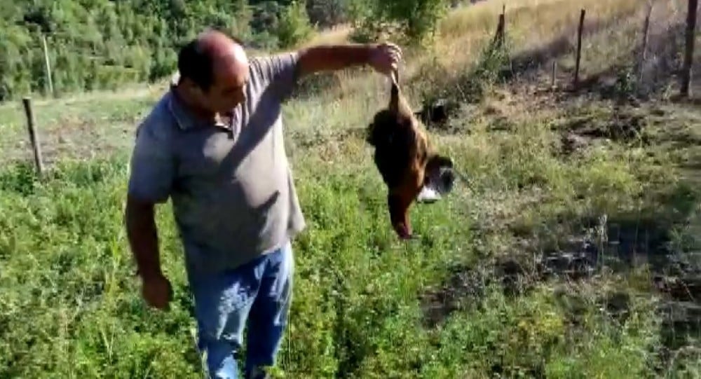 Çağlayan’da kartal tavuğu telef etti 