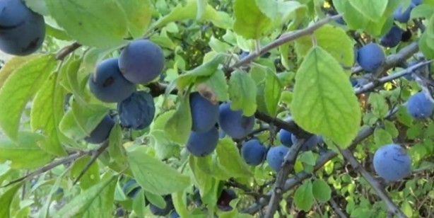 Çakal eriği faydaları! Güvem eriğinin şifası: sağlıklı, hopur hopur yiyorsunuz! En iyi lezzetleri arasında