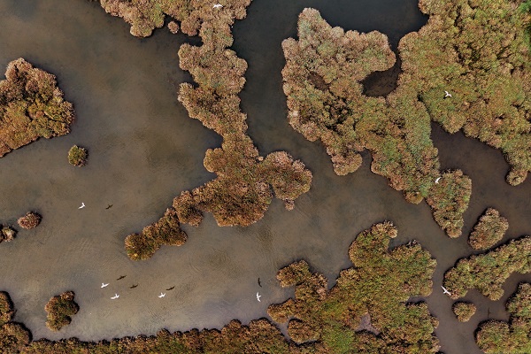 Çakalburnu Lagünü'nün kuşları objektiflere yansıdı