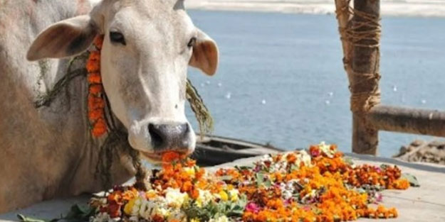 Çakallar inekleri kesip suçu Müslümanlara attı