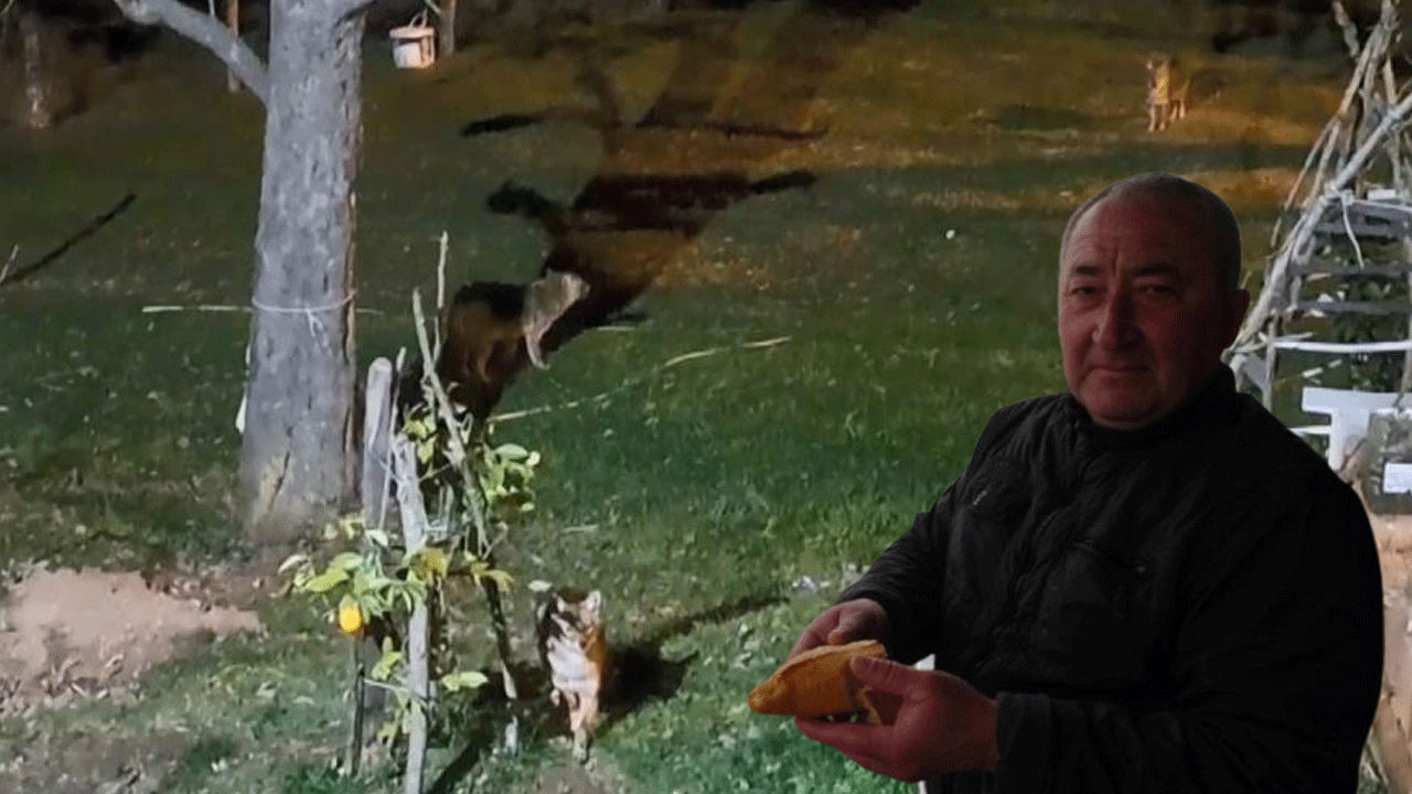 Çakalları ekmekle besliyor