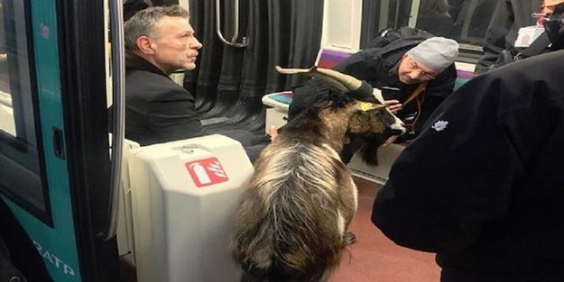 Çaldığı keçi ile metroya girmeye çalışınca yakayı ele verdi
