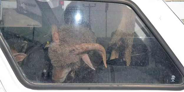 Çaldıkları 2 koyunu taşımak için 2 de otomobil çaldılar