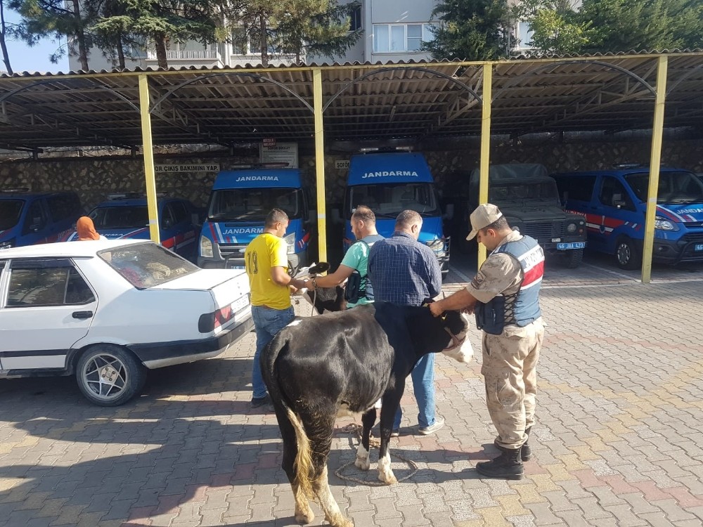 Çaldıkları büyükbaş hayvanları otomobille kaçırırken yakalandılar 