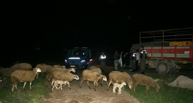 Çaldıkları hayvanları adaklık kurban diye sattılar