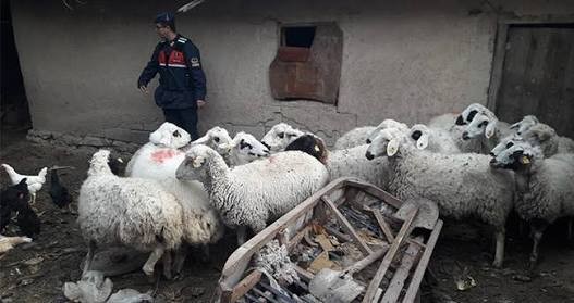 Çaldıkları hayvanları uyuşturucu madde karşılığında takas ettiler 