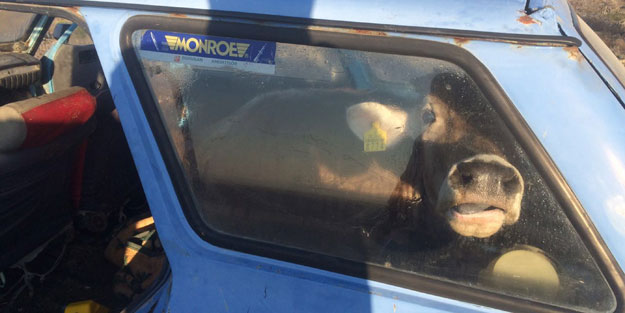 Çaldıkları ineği otomobille kaçırıyorlardı