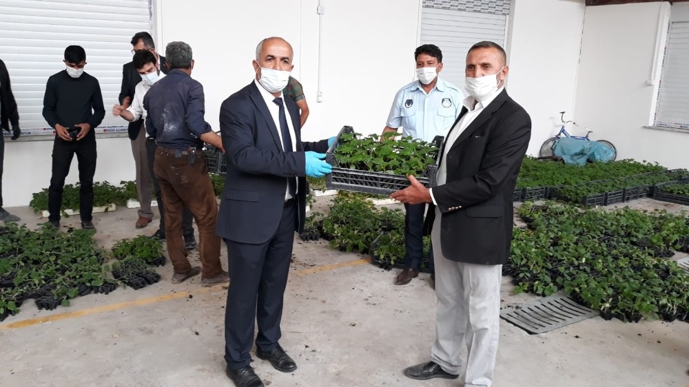 Çaldıran Belediyesinden çiftçilere 10 bin sebze fidesi 