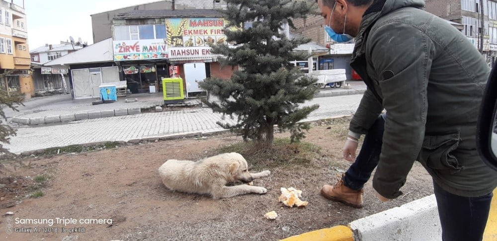 Çaldıran Belediyesinden sokak hayvanlarına yiyecek desteği 