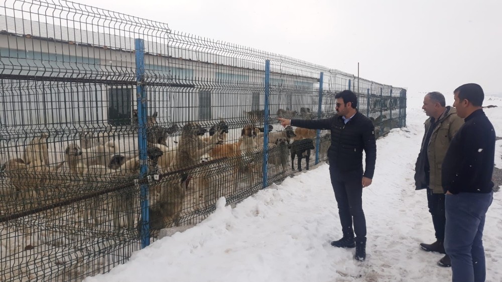 Çaldıran’da sokak köpekleri barınakta besleniyor 