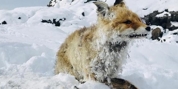 Çaldıran'daki aşırı soğuk tilkiyi dondurdu