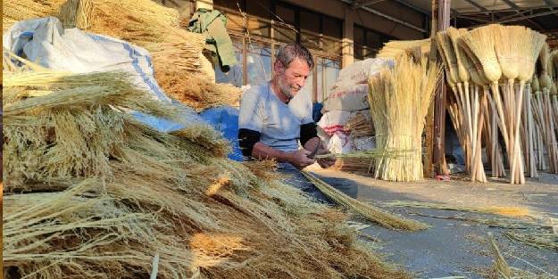 Çalı süpürgesi milyarlık süpürgelere direniyor