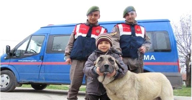 Çalınan köpekler jandarma tarafından bulundu