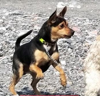 Çalınan köpeği için para ödülü koydu 