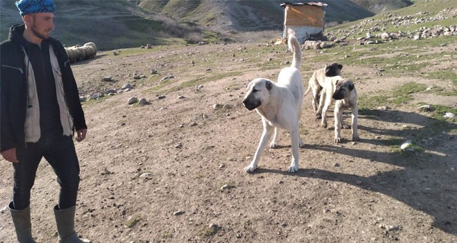Çalınan köpeğini bulup getirene 20 bin lira ödül verecek