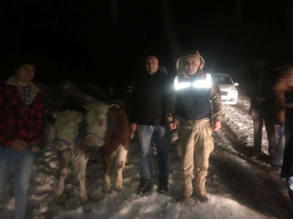 Çalındığı düşünülen ineklerin firar ettiği anlaşıldı 