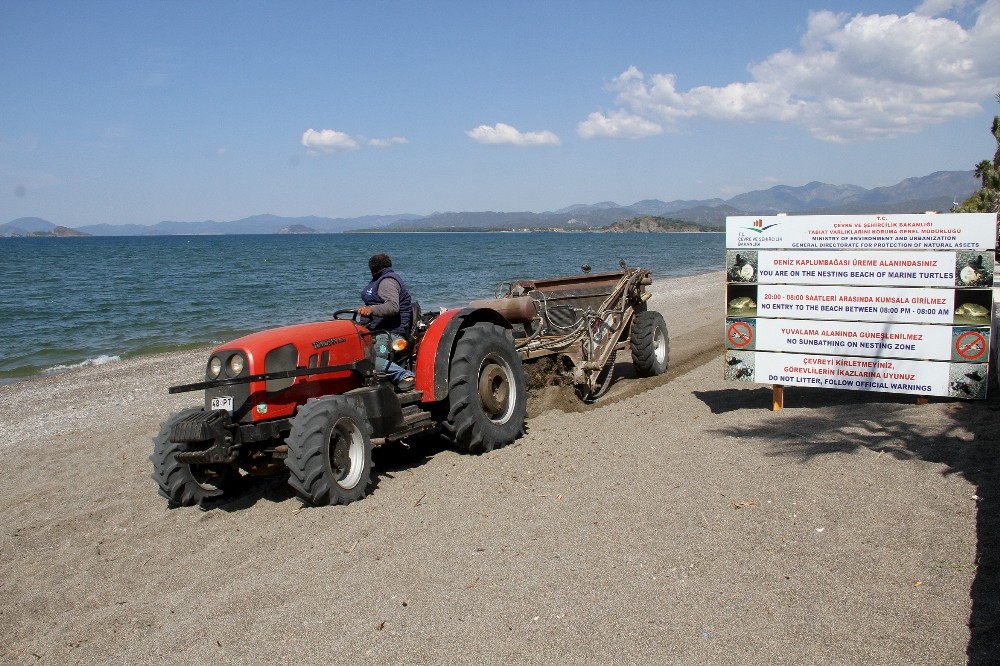 Çalış Plajı caretta carettalar için temizleniyor 