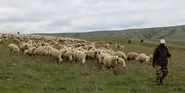 Çalışacak kişi bulunamıyor! Çobanların patronlardan isteği şaşırttı