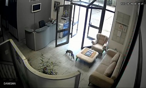 Çalışanlar şaştı kaldı! Televizyon binasına giren tilki ortalığı birbirine kattı