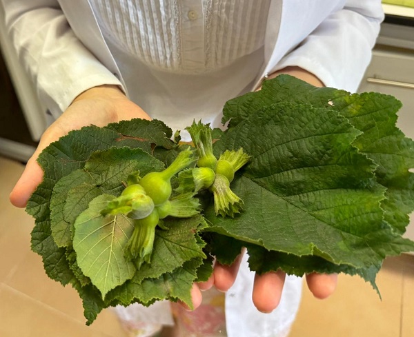 Çalışmalar herkesi heyecanlandırdı! Fındık yaprağı kansere iyi mi geliyor?