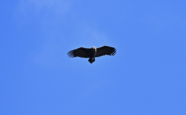 Çalışmalar meyvesini verdi! Nesli tükenmek üzereydi sayı arttı