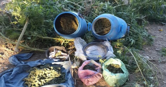 Çalıştığı bağ evinde esrar üretirken enselendi