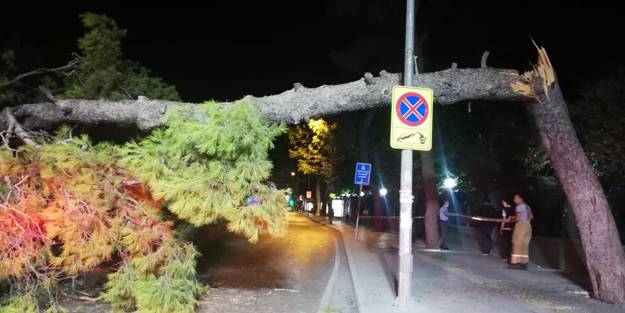 Çam ağacı devrildi, tramvay seferleri durdu!