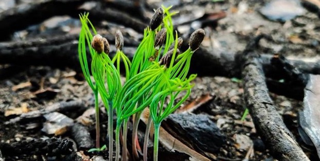 Çam ağacı tartışmalarına son nokta